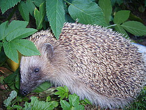 Klicka på bilden för större version

Namn: Pigge.jpg
Visningar: 19
Storlek: 442,1 KB
ID: 2342113