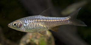 Klicka på bilden för större version

Namn: Rasbora_DSC_5639.jpg
Visningar: 270
Storlek: 38,9 KB
ID: 2342151