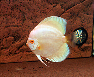 Klicka på bilden för större version

Namn: Albino-Blue-Diamond.jpg
Visningar: 159
Storlek: 410,3 KB
ID: 2342252