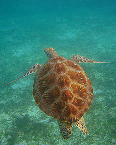 Klicka på bilden för större version

Namn: snorkel2.jpg
Visningar: 81
Storlek: 579,3 KB
ID: 2343501