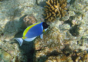 Klicka på bilden för större version

Namn: snorkel3.jpg
Visningar: 74
Storlek: 716,3 KB
ID: 2343502