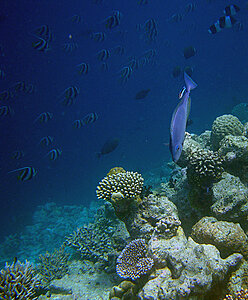 Klicka på bilden för större version

Namn: snorkel4.jpg
Visningar: 78
Storlek: 389,5 KB
ID: 2343503