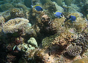 Klicka på bilden för större version

Namn: snorkel6.jpg
Visningar: 85
Storlek: 846,0 KB
ID: 2343505