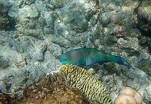 Klicka på bilden för större version

Namn: snorkel7.jpg
Visningar: 82
Storlek: 789,0 KB
ID: 2343506
