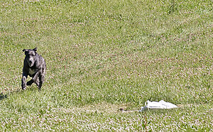 Klicka på bilden för större version

Namn: Lurecour8.jpg
Visningar: 83
Storlek: 756,2 KB
ID: 2343512