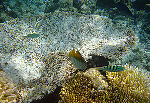 Klicka på bilden för större version

Namn: snorkel11.jpg
Visningar: 97
Storlek: 780,0 KB
ID: 2343537