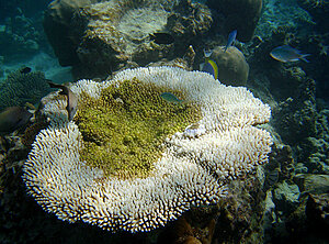 Klicka på bilden för större version

Namn: snorkel12.jpg
Visningar: 88
Storlek: 736,6 KB
ID: 2343538