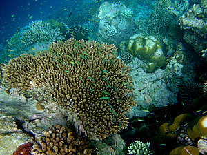 Klicka på bilden för större version

Namn: snorkel14.jpg
Visningar: 98
Storlek: 840,5 KB
ID: 2343539