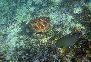 Klicka på bilden för större version

Namn: snorkel16.jpg
Visningar: 95
Storlek: 816,4 KB
ID: 2343541