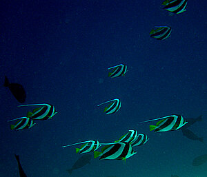 Klicka på bilden för större version

Namn: snorkel19.jpg
Visningar: 94
Storlek: 332,3 KB
ID: 2343544