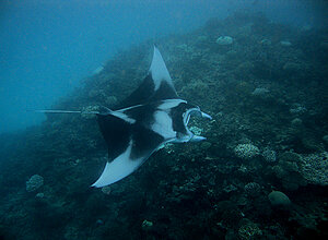 Klicka på bilden för större version

Namn: manta3.jpg
Visningar: 89
Storlek: 600,7 KB
ID: 2343551