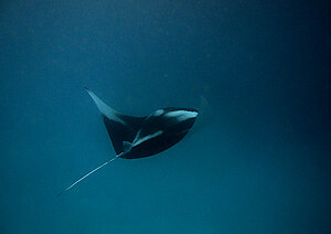 Klicka på bilden för större version

Namn: manta4.jpg
Visningar: 79
Storlek: 508,3 KB
ID: 2343552