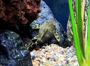 Klicka på bilden för större version

Namn: Clownpleco.jpg
Visningar: 93
Storlek: 126,2 KB
ID: 2343594