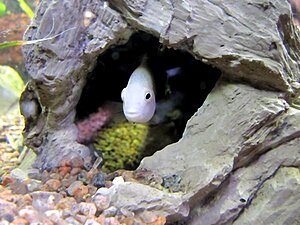 Klicka på bilden för större version

Namn: elfenbenhona vaktar i grotta.jpg
Visningar: 91
Storlek: 93,3 KB
ID: 2343595