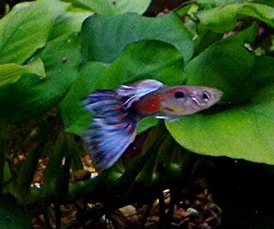 Klicka på bilden för större version

Namn: blåguppy.jpg
Visningar: 106
Storlek: 38,0 KB
ID: 2343597