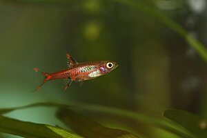 Klicka på bilden för större version

Namn: Rasbora merah 1.jpg
Visningar: 88
Storlek: 41,1 KB
ID: 2344022