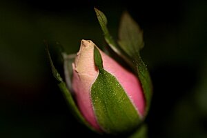 Klicka på bilden för större version

Namn: rosa ros.jpg
Visningar: 82
Storlek: 102,8 KB
ID: 2344532