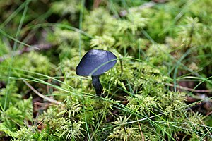 Klicka på bilden för större version

Namn: blåa svampen.jpg
Visningar: 119
Storlek: 254,1 KB
ID: 2344534