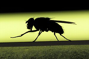 Klicka på bilden för större version

Namn: flugan.jpg
Visningar: 89
Storlek: 163,7 KB
ID: 2344535