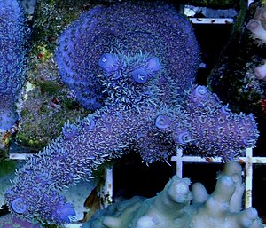 Klicka på bilden för större version

Namn: Blå millepora.jpg
Visningar: 178
Storlek: 214,4 KB
ID: 2344539