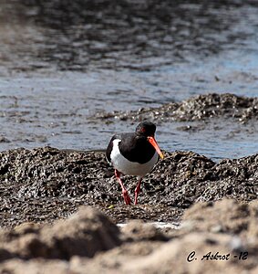 Klicka på bilden för större version

Namn: strandskata.jpg
Visningar: 78
Storlek: 187,3 KB
ID: 2344681