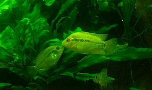 Click image for larger version

Name:	A.multispinosa10.jpg
Views:	96
Size:	671.7 KB
ID:	2368939