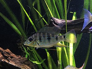 Satanoperca Acuticeps
