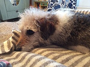Daisy, blandras Parson JRT och strävhårig tax. 10 år i januari.