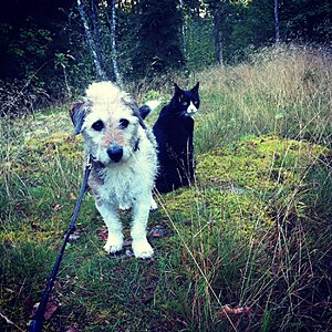 Daisy och Krämbols Rex, en av fyra kattkompisar.