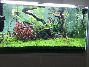 Växtkaret efter ansning. Tyvärr har växterna tagit stryk efter att jag låtit det bli "överväxt", men hoppas nu att det tar sig.
