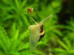 Foto: Tamarind
Zoopet medlem.