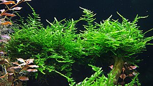 Vesicularia montagnei "Christmas moss"
