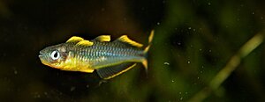 Psedumugil furcatus