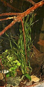 Echinodorus vesuvios