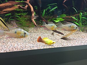 med bolivianer