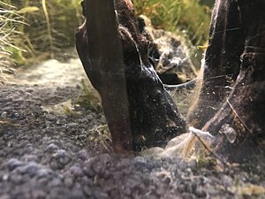 "Spindelnät"