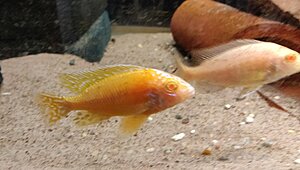 Aulonocara firefish albino