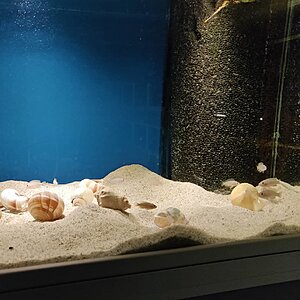 Lamprologus multifasciatus