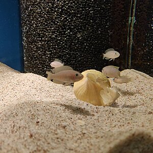 Lamprologus multifasciatus