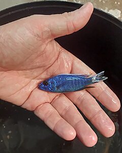 Sciaenochromis fryeri  ungdjur som färgar bra som liten
