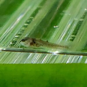 Corydoras sp. CW10 Goldstripe