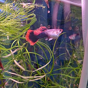 Kopparstjärt Guppy