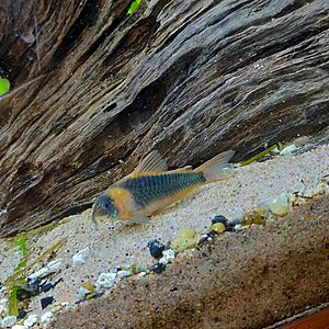 Corydoras Eques VF