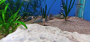 corydoras Eques vildfångad