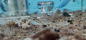 Callochromis yngel