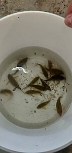 Brochis splendens