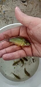 Brochis splendens