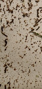 Synidontis petricola ägg
