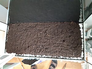 Här har jag fyllt på med jord en tum tjockt. Märk väl att jag inte fyllt på ända ut till glaset där ljus kan lysa in eftersom ljus inte ska lysa på jorden.