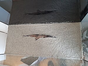 Här har jag tryckt ner en rot i jorden och sedan täckt jorden med ett tunt lager sand